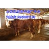 山東優質肉牛犢養殖推廣中心15953957198