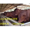 山東優質肉牛犢養殖推廣中心15953957198