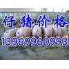 山東仔豬批發價格基地供應山東仔豬