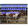 山東優(yōu)質肉牛犢養(yǎng)殖推廣中心15953957198