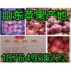 供應最新紅富士蘋果報價，山東蘋果批發基地，山東蘋果產地