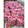 山東優(yōu)質(zhì)蘋果種植，供應(yīng)基地，