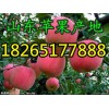 優質山東紅富士蘋果 棲霞蘋果多錢