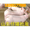 山東仔豬價格18265177888哪里仔豬便宜多