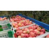 山東紅富士?jī)r(jià)格趨勢(shì)紅富士蘋果哪里便宜,