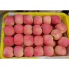 河南蘋果現(xiàn)在什么價(jià)格，山東哪里的蘋果便宜