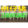 仔豬批發(fā)15806918687山東仔豬銷售價格