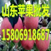 山東冷庫紅富士蘋果供應(yīng)價格