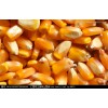 大量求購玉米、高粱、糯米、碎米、大米、小麥、大豆