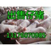 山東仔豬報(bào)價(jià)仔豬哪里的價(jià)格便宜