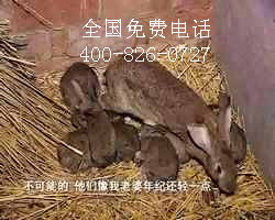 農(nóng)村投資養(yǎng)殖什么動物好
