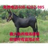 養(yǎng)殖驢賺錢(qián)嗎？