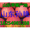 １３９５４９６６８２２紅富士*山東紙袋/膜袋/紙加膜蘋果產地