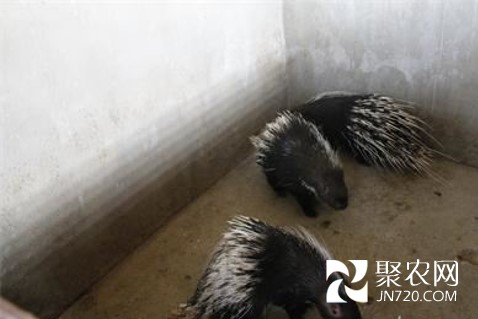 圖片1