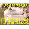 供應(yīng)河南三元仔豬苗豬市場價格
