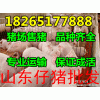 【批發(fā)山東三元仔豬最新價格】