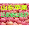 １５８０６９１８６８７山東冷庫蘋果批發今日紅富士蘋果銷售價格