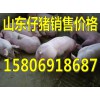 15806918687山東仔豬供應(yīng)價格