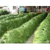 出租冷庫、誠信代收金鄉(xiāng)大蒜、蒜薹