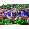 １３９５４９６６８２２山東仔豬價格行情