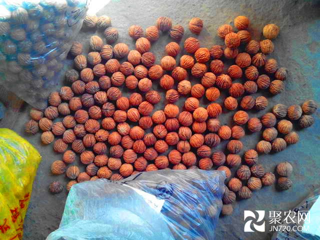 1-美國黑核桃種子-200