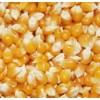 誠(chéng)信求購(gòu)高粱小麥玉米大豆麩皮棉粕等飼料原料