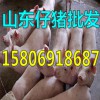 出售仔豬15806918687山東養(yǎng)豬場(chǎng)供應(yīng)仔豬價(jià)格