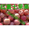 哪里蘋果批發(fā)便宜/哪里蘋果價格便宜質(zhì)量好/山東蘋果供應