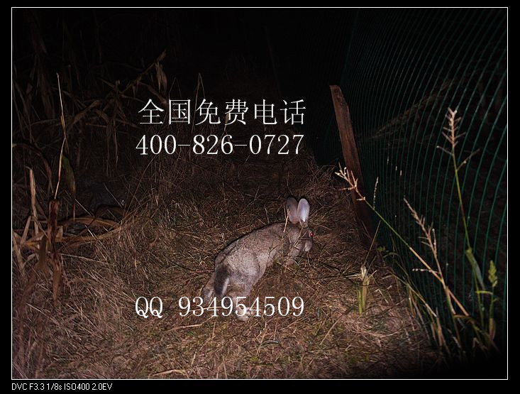 長(zhǎng)期大量收購(gòu)肉兔野兔商品兔價(jià)格廠家