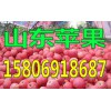批發(fā)蘋果15806918687山東蘋果報價