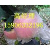 山東宏源紅富士蘋果大掉價(jià)