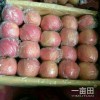 13626331680山東冷庫紅富士蘋果批發(fā)價格