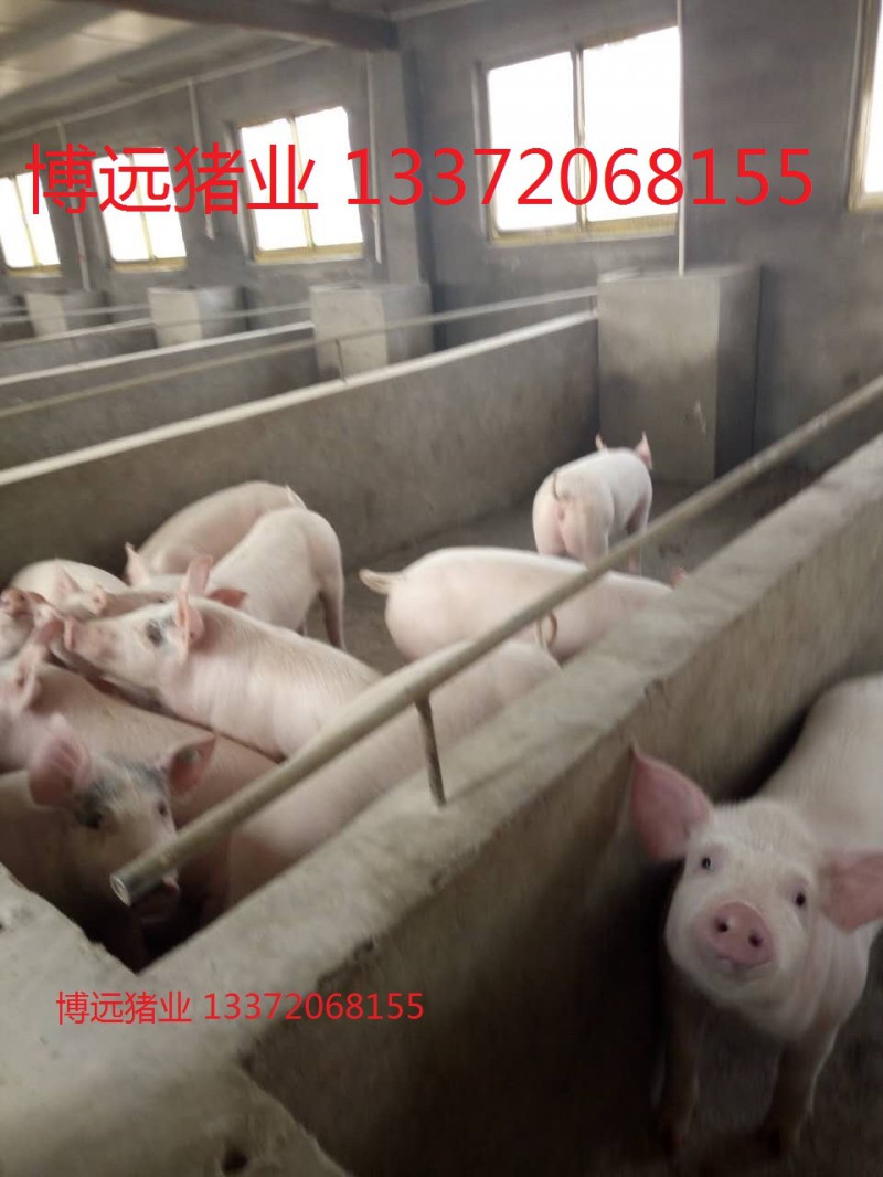 江西仔豬今日價格信息場家常年直供仔豬免費送貨到家廠家首選博遠養殖場