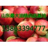 供應山東大棚油桃