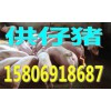 山東苗豬供應(yīng)15806918687苗豬價(jià)格