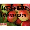 山東西瓜批發價格。山東西瓜今日價格，山東西瓜批發市場