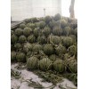 西瓜低價批發價格，京欣薄皮西瓜價格市場行情