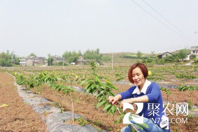 李紅梅在基地為果樹抹尖、整型。