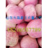 水晶富士今日價(jià)格