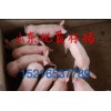 常年供應優(yōu)質仔豬