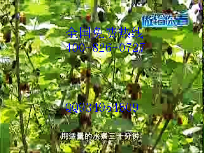 無籽大十大10果桑苗批發基地