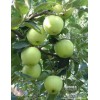 l遼伏蘋果批發(fā)遼伏蘋果價(jià)格