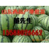 山東西瓜。8斤起步。皮薄/產(chǎn)地保熟保質(zhì)量、價格便宜