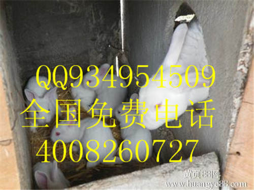 附近大型獺兔長(zhǎng)毛兔養(yǎng)殖基地