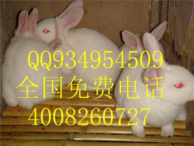 特種經濟動物野兔黑豚鼠養殖基地