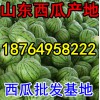 供應(yīng)京欣西瓜產(chǎn)地批發(fā)，山東西瓜今天價格