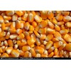 大量求購玉米、高粱、糯米、碎米、大米、小麥、大豆