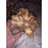生姜價格一路下降，大量庫存生姜供應
