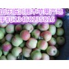 山東藤木蘋果產地山東嘎啦蘋果基地山東美八蘋果產地上市了