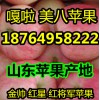 供應藤木/晨陽/珊夏/莫里斯批發/山東嘎啦/美八蘋果產地價格